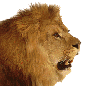 lion's head